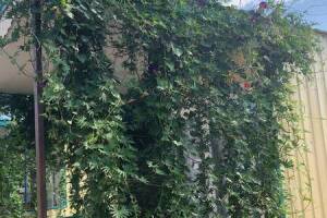 Изображение Изображение гостиницы "Комплекс бунгало «Быть добру»" #9 #1