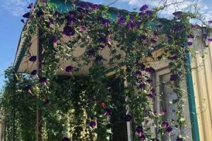 Изображение Изображение гостиницы "Комплекс бунгало «Быть добру»" #10 #2