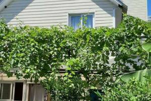 Изображение Изображение гостиницы "Гостевой дом «Приморский дворик»" #14 #6