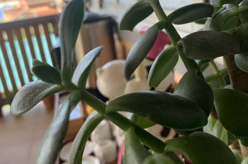 Изображение Изображение гостиницы &quot;Отель «Гармония»&quot; #2 #2