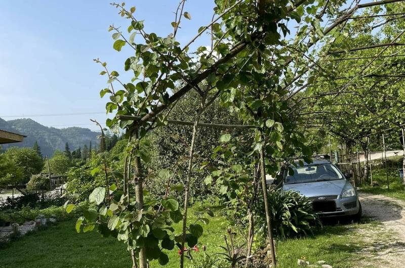 Изображение Изображение отеля / гостиницы "Гостевой Дом в Хашупсэ" #11 #9