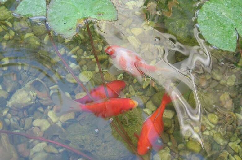 Изображение Изображение гостиницы &quot;Гостевой дом «Вега»&quot; #8 #8