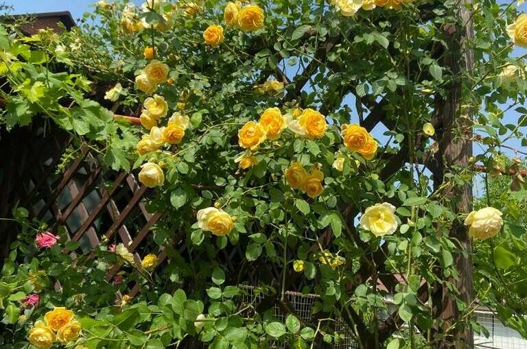 Изображение Изображение гостиницы &quot;Частный дом «Благодать»&quot; #3 #3