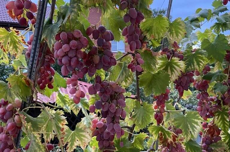 Изображение Изображение гостиницы &quot;Частный дом «Благодать»&quot; #4 #4