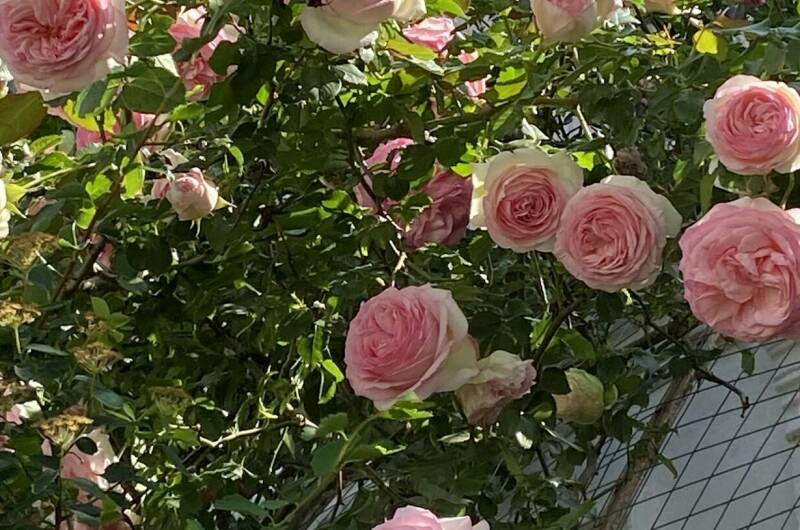 Изображение Изображение гостиницы &quot;Частный дом «Благодать»&quot; #7 #7