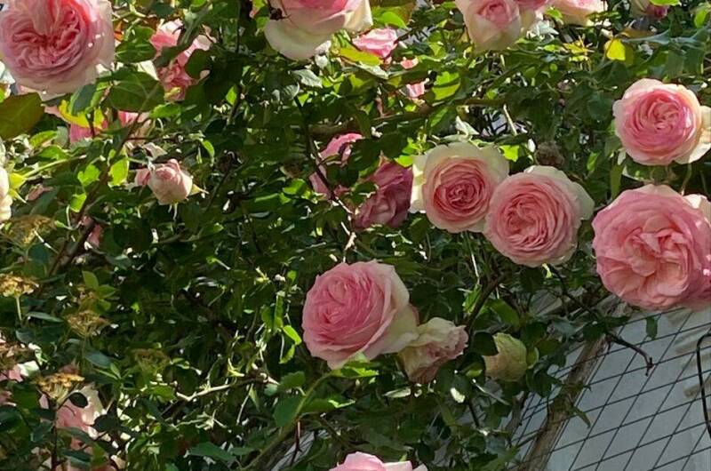 Изображение Изображение отеля / гостиницы "Частный дом «Благодать»" #10 #8