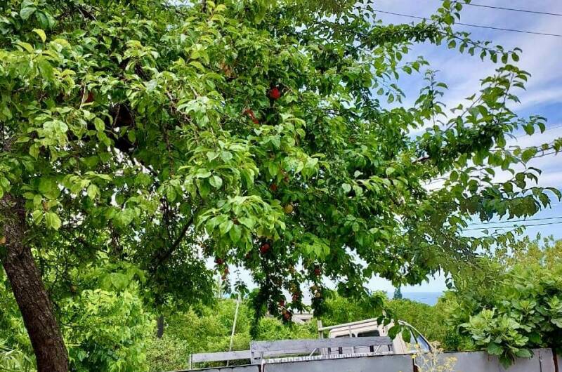 Изображение Изображение гостиницы &quot;Частный сектор «У Роберта и Риты»&quot; #3 #3