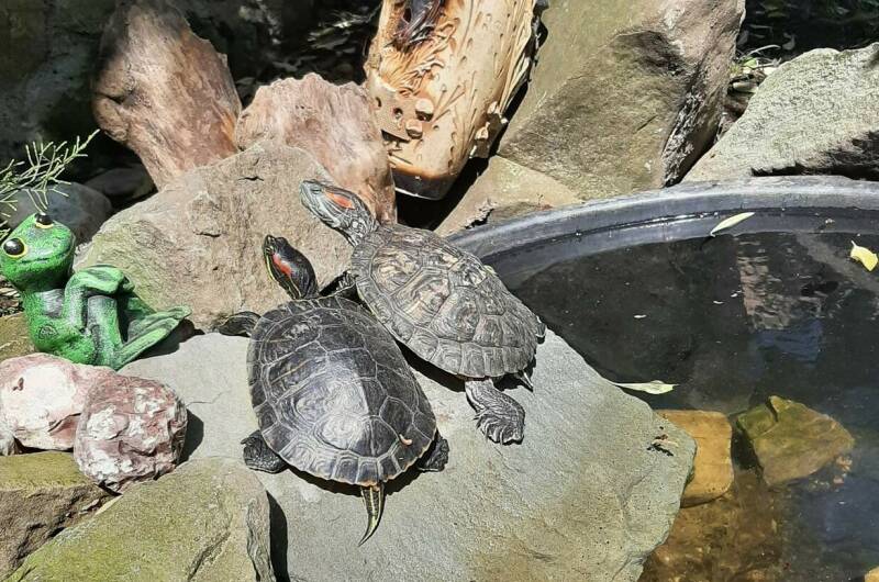 Изображение Изображение гостиницы "Гостевой дом «У моря»" #8 #8