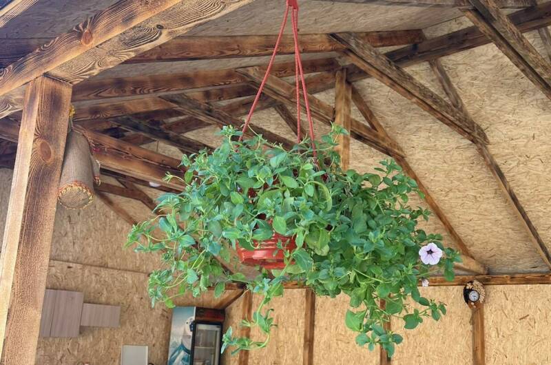 Изображение Изображение гостиницы "Гостевой дом «Пальма»" #6 #6