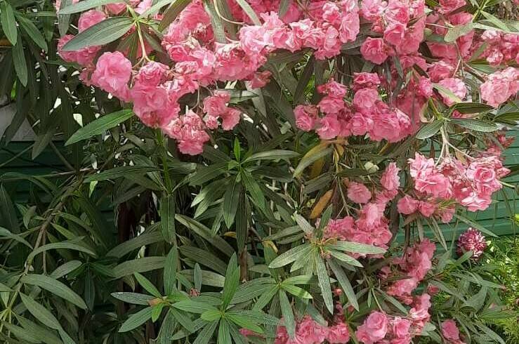 Изображение Изображение гостиницы "Вилла «Лиза»" #8 #8