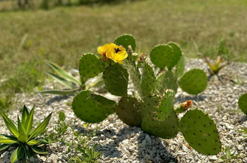 Изображение Изображение гостиницы &quot;Гостевой дом «Эва»&quot; #5 #5