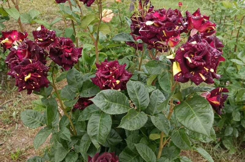 Изображение Изображение отеля / гостиницы "Частный дом «Fiesta»" #10 #8