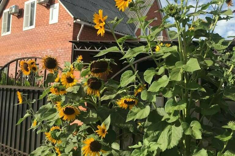 Изображение Изображение гостиницы "Частный дом «У Ларисы»" #7 #7