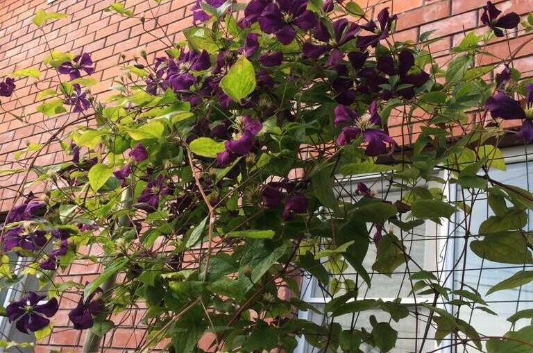 Изображение Изображение гостиницы "Частный дом «У Ларисы»" #8 #8