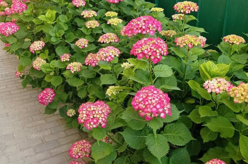 Изображение Изображение гостиницы &quot;Гостевой дом «Любушка»&quot; #2 #2