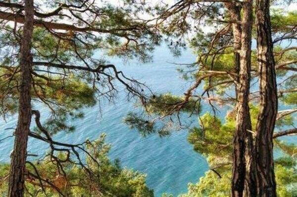 Изображение Изображение квартиры "Апартаменты «Скала Парус»" #7 #7