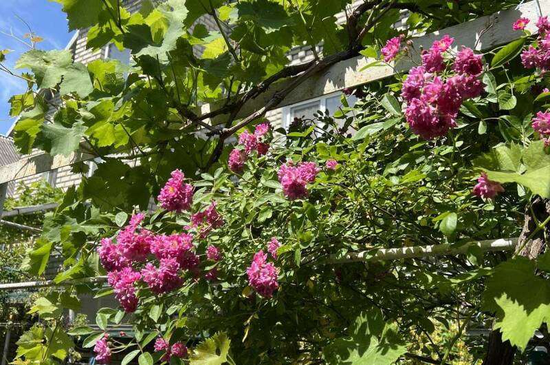 Изображение Изображение гостиницы &quot;Гостевой дом на Вильямса&quot; #8 #8