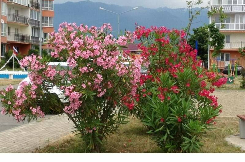 Изображение Изображение квартиры "Трёхкомнатная квартира в Сириусе" #8 #8