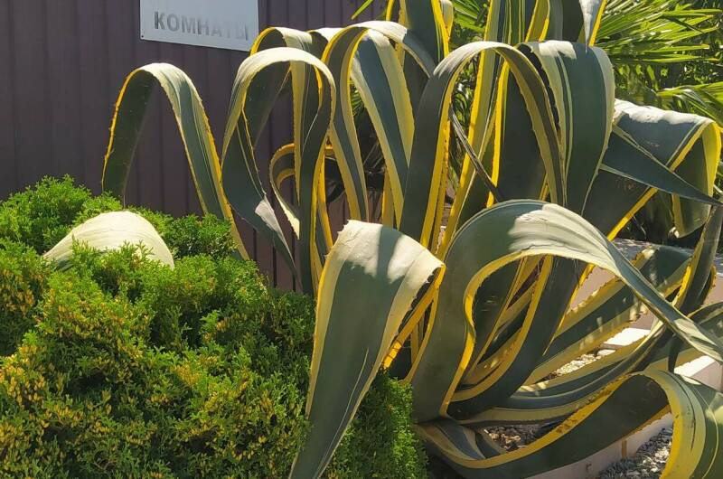 Изображение Изображение гостиницы &quot;Гостевой дом «Алекс»&quot; #3 #3