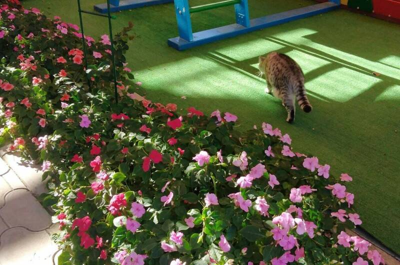 Изображение Изображение гостиницы &quot;Гостевой дом «Радужный»&quot; #2 #2