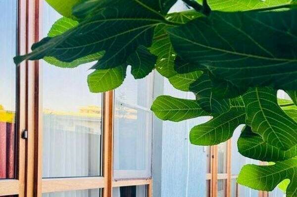 Изображение Изображение гостиницы &quot;Частная гостиница «Luxor»&quot; #5 #5