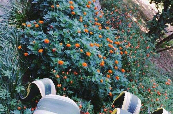 Изображение Изображение гостиницы &quot;Частный сектор «Цветущий рай»&quot; #7 #7