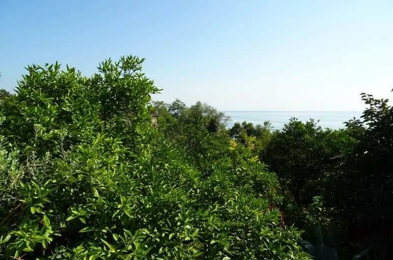 Изображение Изображение гостиницы &quot;Частный сектор «Цветущий рай»&quot; #8 #8