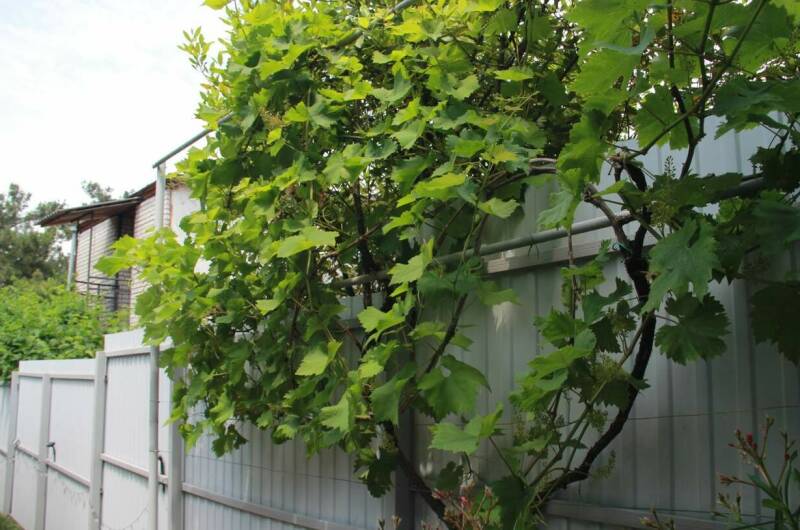 Изображение Изображение гостиницы &quot;Гостевой дом «Отдых у Галины»&quot; #7 #7