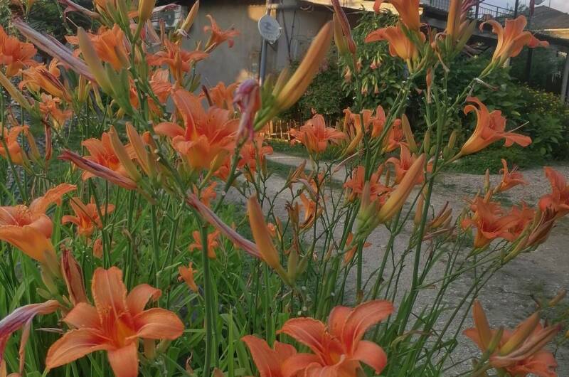 Изображение Изображение гостиницы &quot;Гостевой дом «De Sofía»&quot; #4 #4