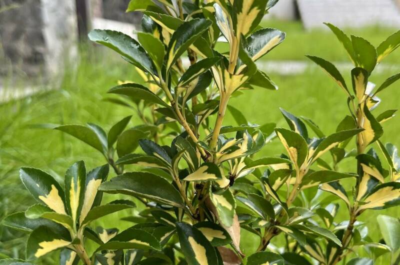 Изображение Изображение гостиницы "Гостевой дом «Олимпия»" #5 #5