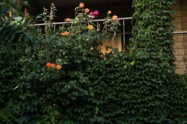 Изображение Изображение гостиницы &quot;Домовладение Краснофлотская 67&quot; #7 #7