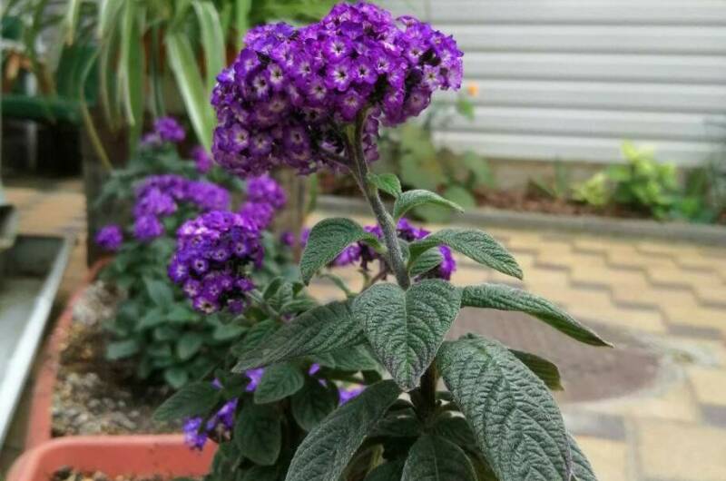 Изображение Изображение гостиницы &quot;Частный сектор на Самбурова&quot; #5 #5