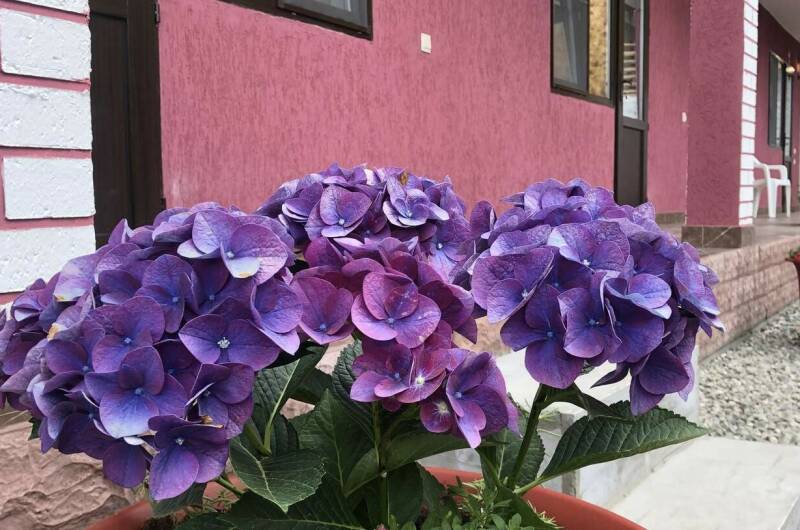 Изображение Изображение гостиницы &quot;Гостевой дом «Пегас»&quot; #1 #1