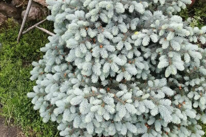 Изображение Изображение гостиницы "Гостевой дом «Фиалка»" #2 #2