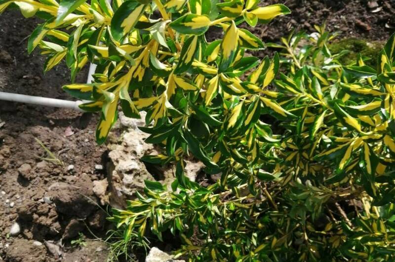 Изображение Изображение гостиницы "Гостевой дом «Фиалка»" #3 #3