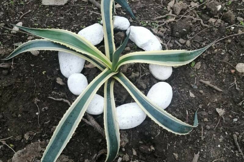 Изображение Изображение гостиницы "Гостевой дом «Фиалка»" #8 #8