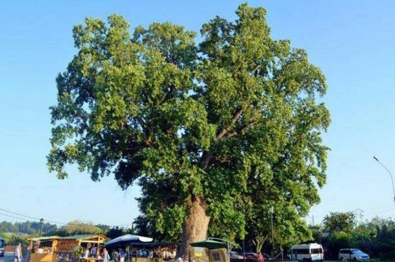 Изображение Изображение гостиницы "Гостевой дом «Пикантный»" #5 #5