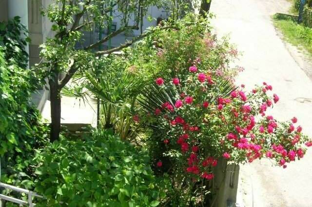 Изображение Изображение гостиницы "Гостевой дом «Славянка»" #5 #5