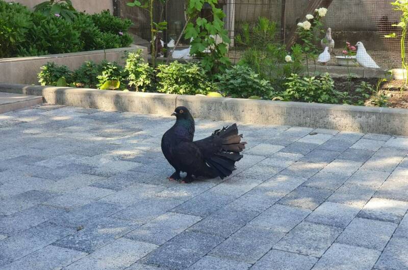 Изображение Изображение гостиницы &quot;Гостевой дом «На Сьянова 5»&quot; #3 #3