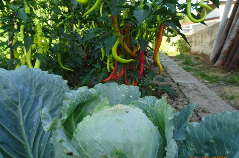 Изображение Изображение квартиры "Эко-дом под ключ «Ветряная Мельница»" #4 #4