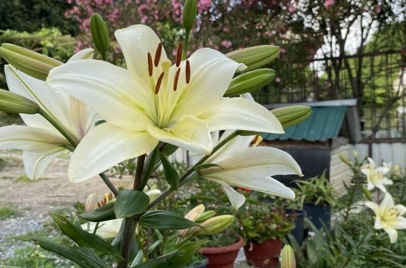 Изображение Изображение гостиницы &quot;Гостевой дом «Райский Сад»&quot; #7 #7