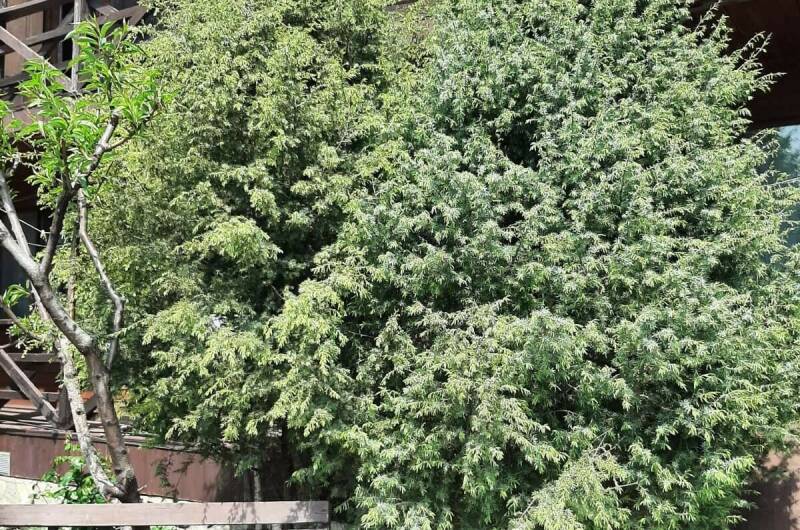 Изображение Изображение гостиницы &quot;Эко-отель «Можжевеловый дворик»&quot; #4 #4