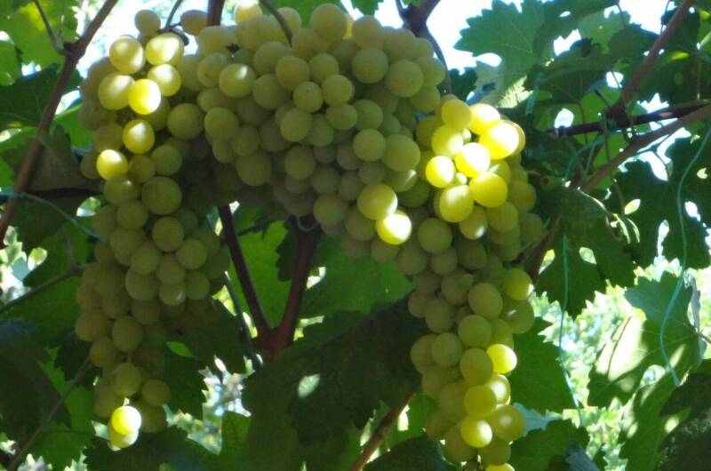 Изображение Изображение гостиницы &quot;Частный сектор на Калинина&quot; #5 #5