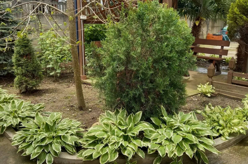 Изображение Изображение гостиницы &quot;Гостевой дом «Тропиканка»&quot; #7 #7