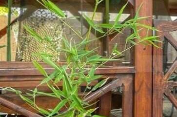 Изображение Изображение гостиницы &quot;Гостевой дом «Семейный отдых»&quot; #4 #4