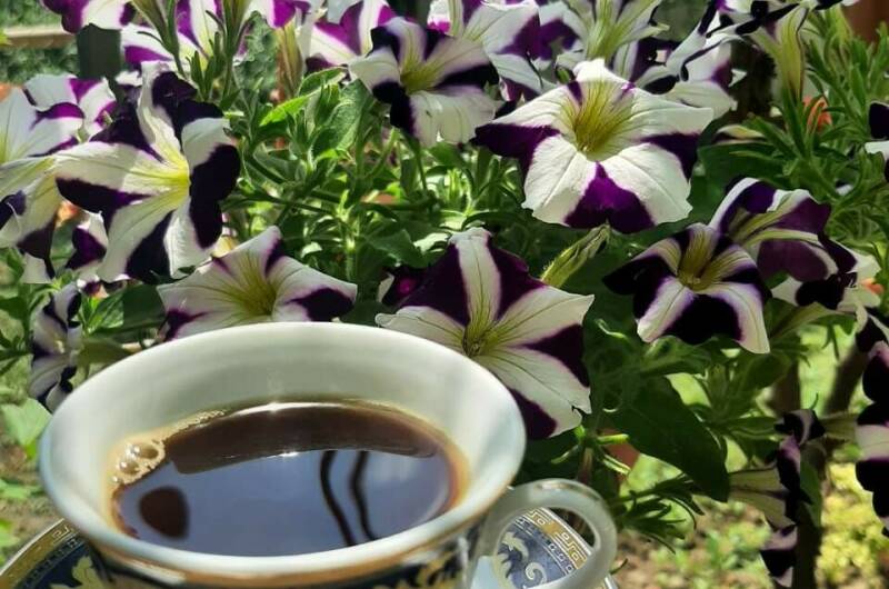 Изображение Изображение квартиры "«Дом на море» под ключ" #5 #5