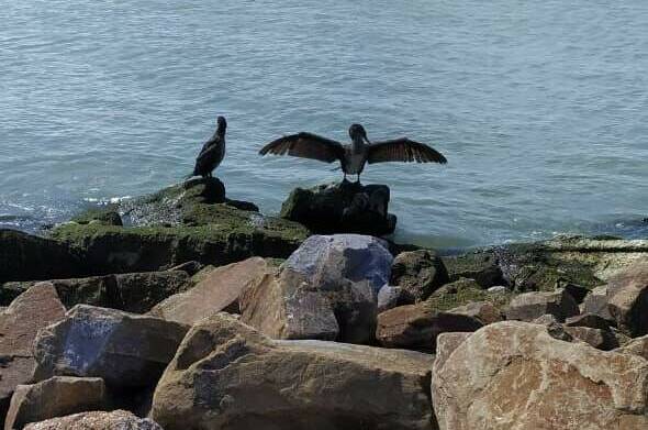 Изображение Изображение гостиницы &quot;Гостевой дом «Андреевский»&quot; #8 #8