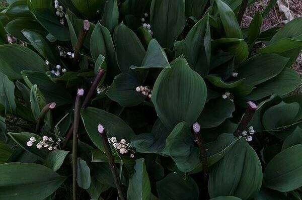 Изображение Изображение гостиницы "Гостевой дом «Камила»" #7 #7