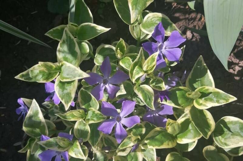 Изображение Изображение квартиры &quot;Дом под ключ на Приморской&quot; #5 #5