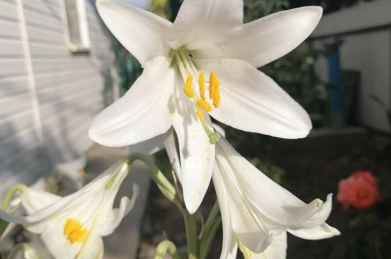 Изображение Изображение квартиры &quot;Дом под ключ на Приморской&quot; #8 #8